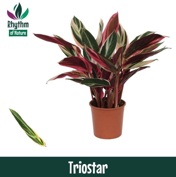 Stromanthe sanguinea triostar 45cm 14cm Pot