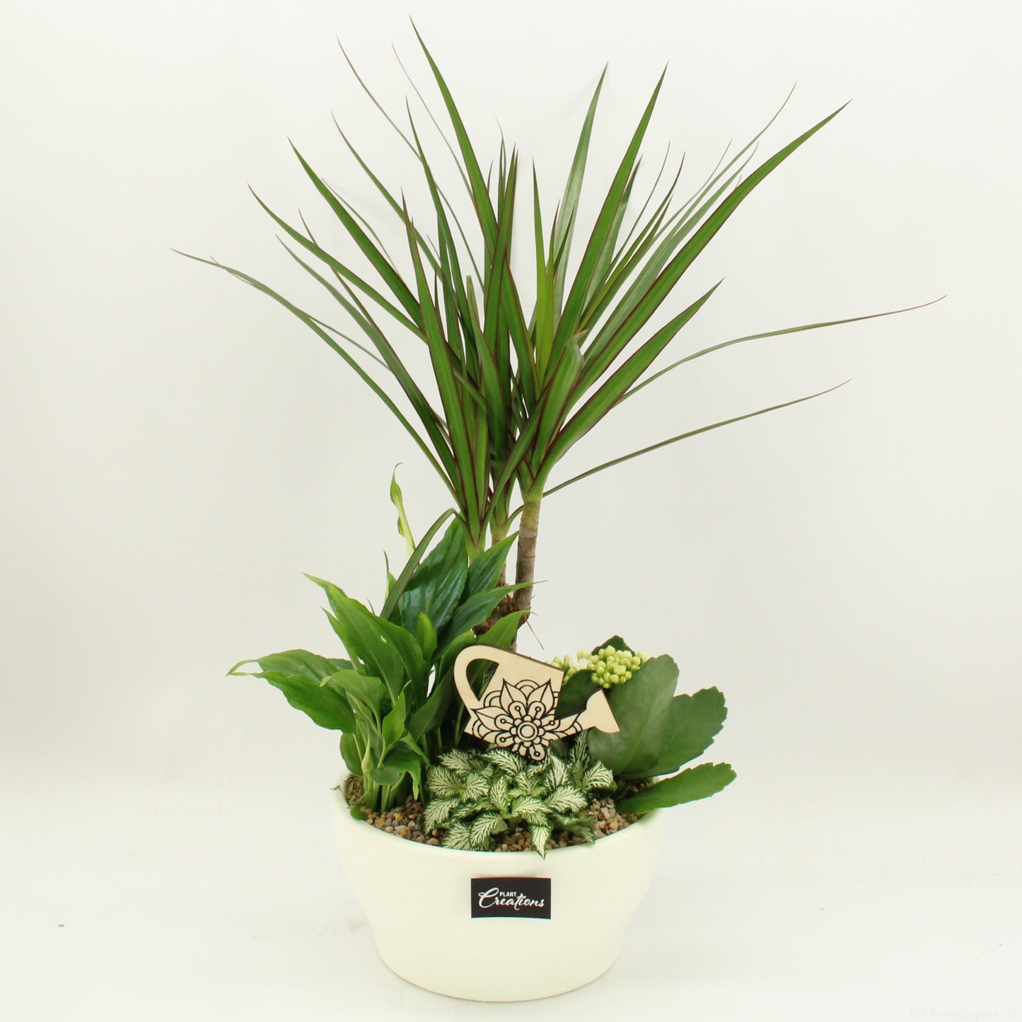 arr. Kamerplanten FDCR-2609W 45cm 19cm Pot