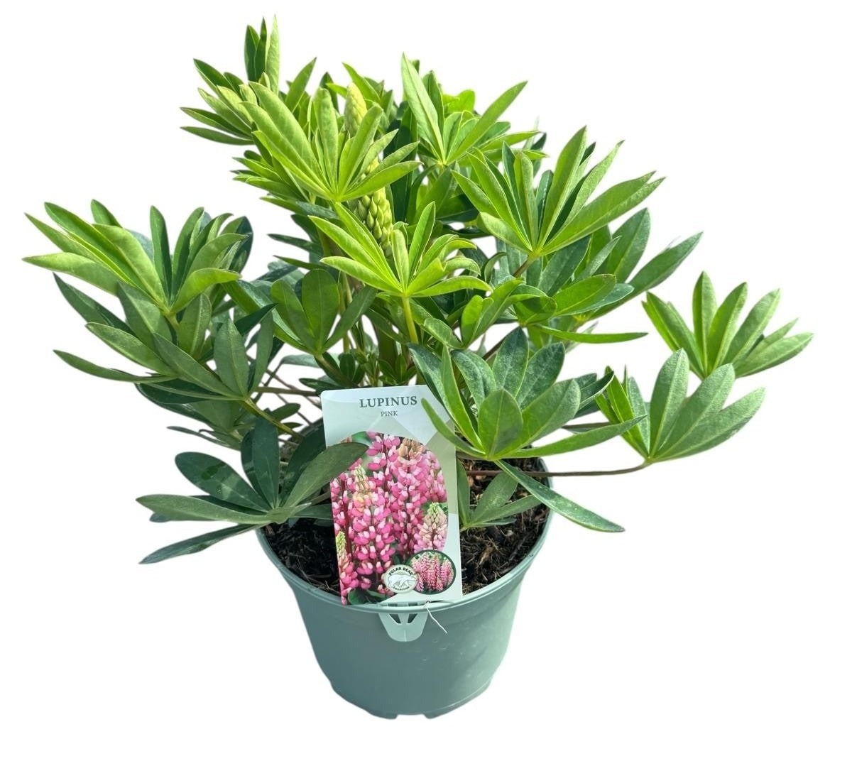 Lupinus Lupinova Cutie 45cm 19cm Pot