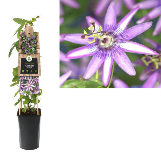 Passiflora Amethyst 75cm 17cm Pot