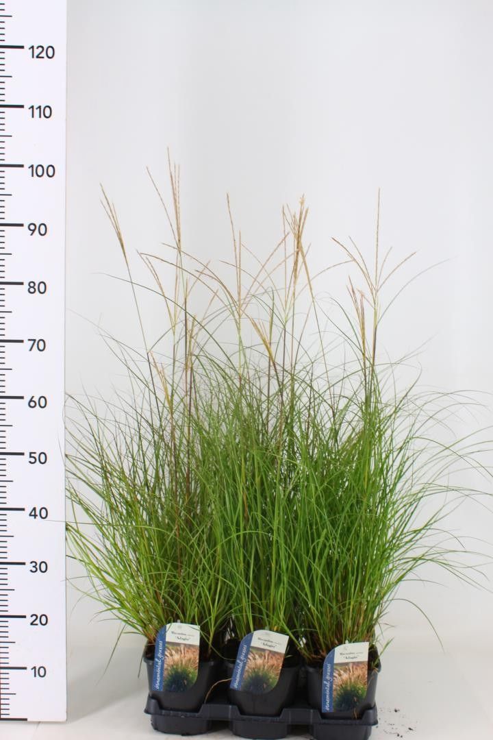 Miscanthus sin. Adagio 60cm 17cm Pot