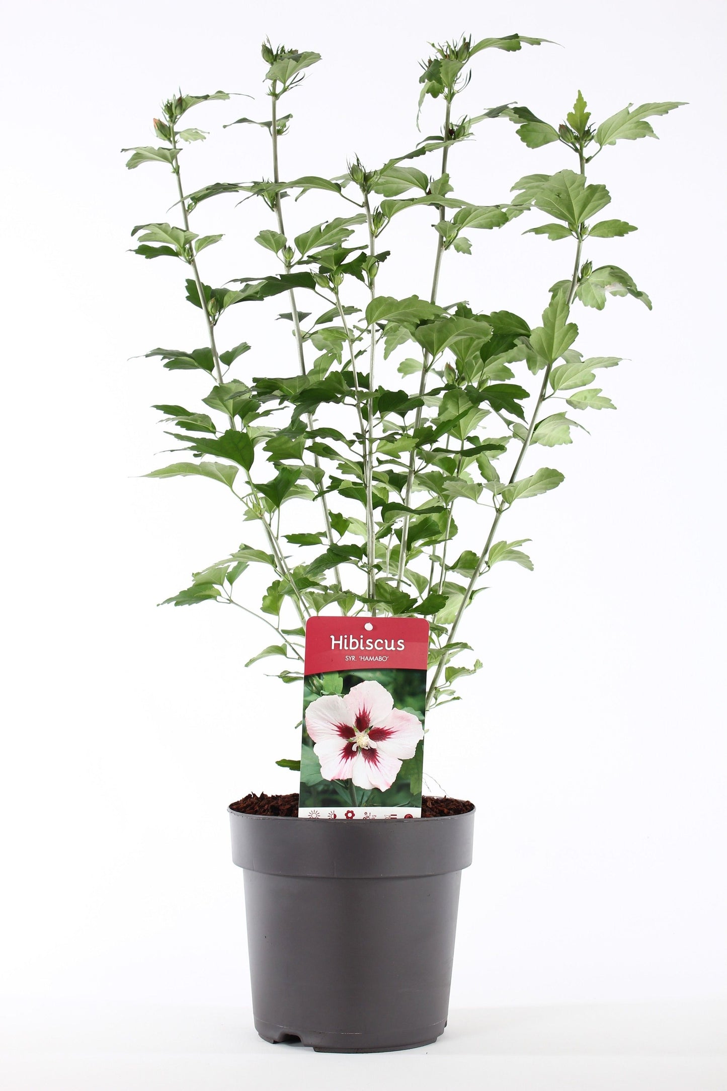 Hibiscus syriacus mix 85cm 21cm Pot