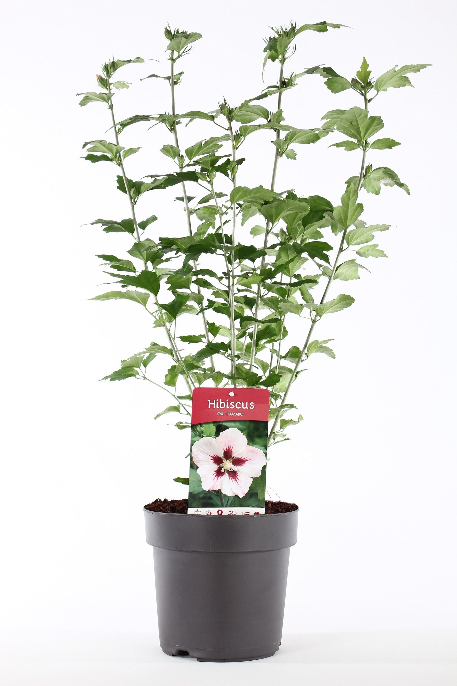 Hibiscus syriacus mix 85cm 21cm Pot