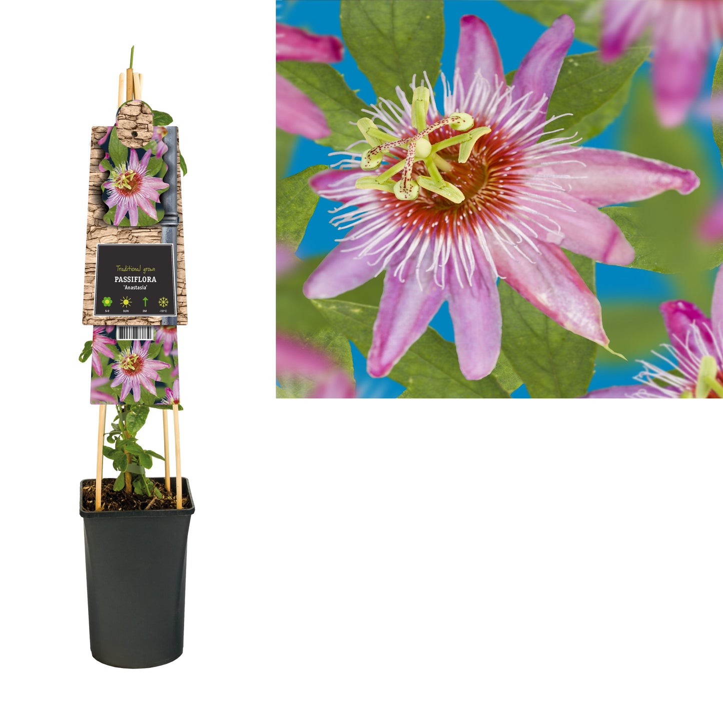 Passiflora Anastasia 75cm 17cm Pot