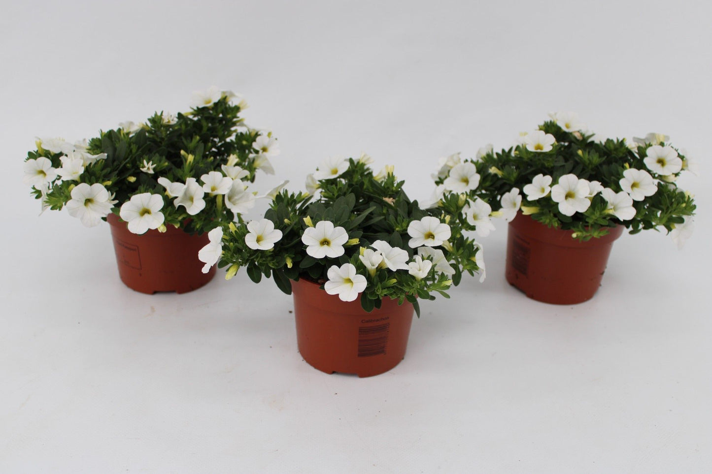Calibrachoa Minifamous White 15cm 13cm Pot