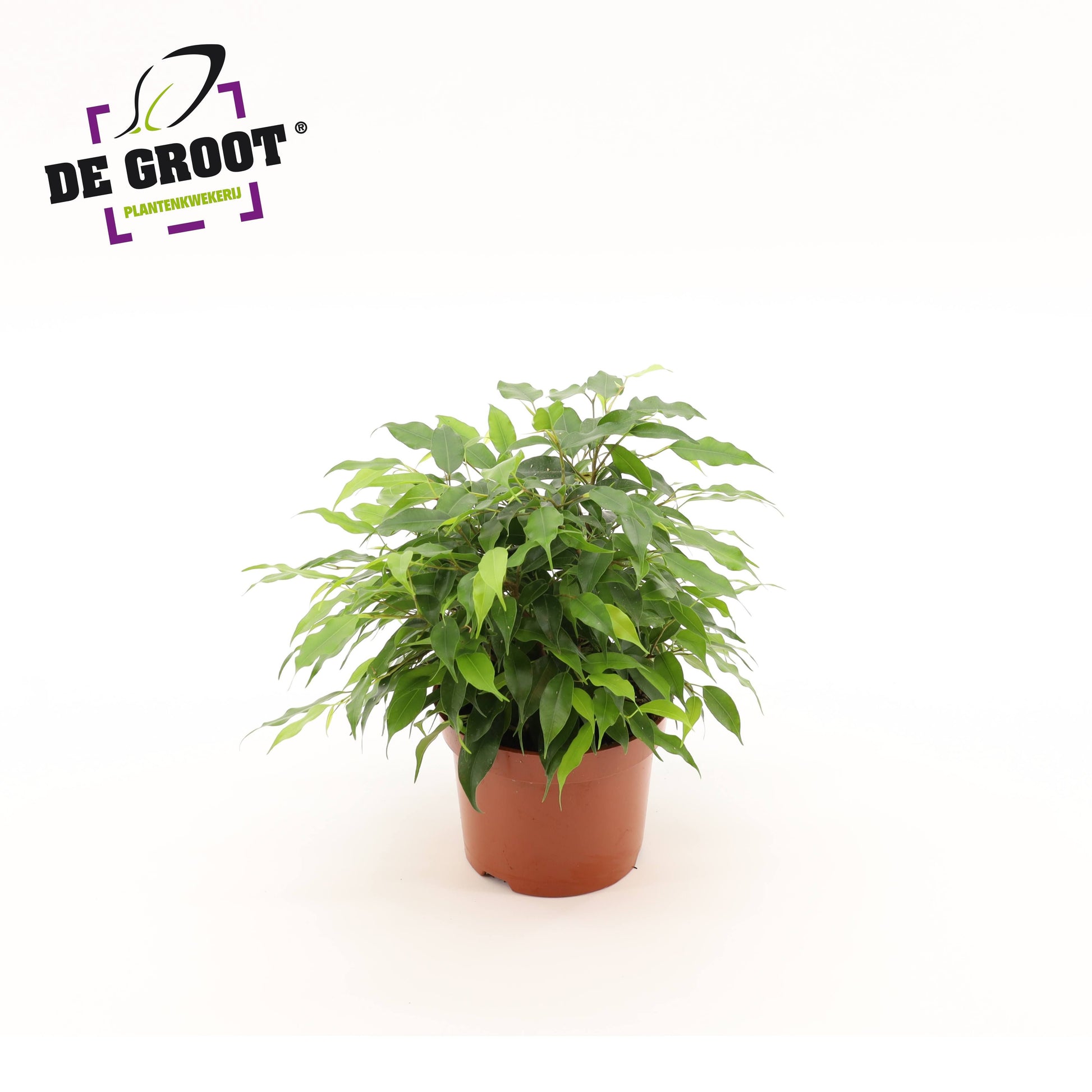Ficus benj. Green Kinky 27cm 12cm Pot