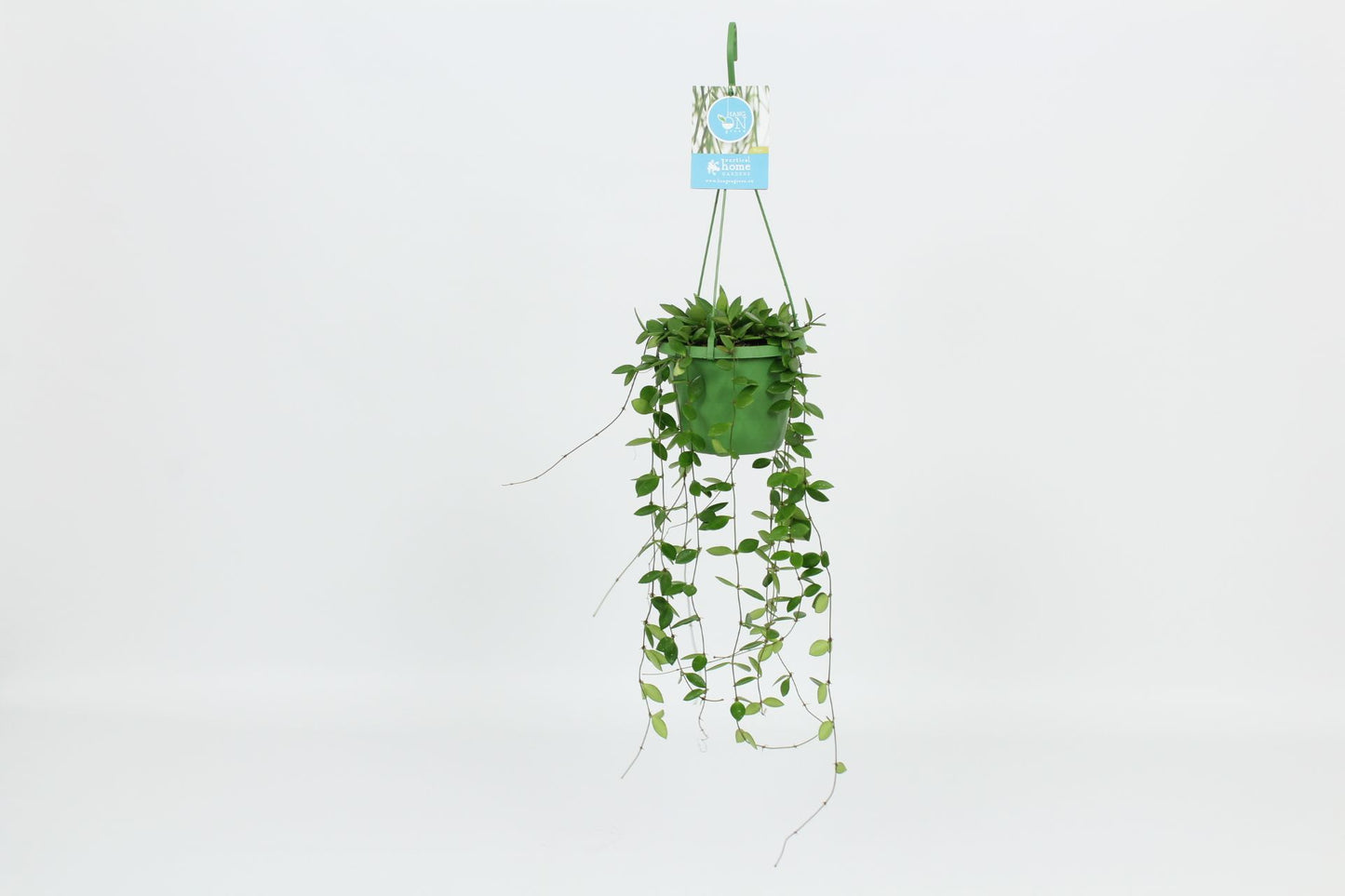 Hoya puber 30cm 14cm Pot