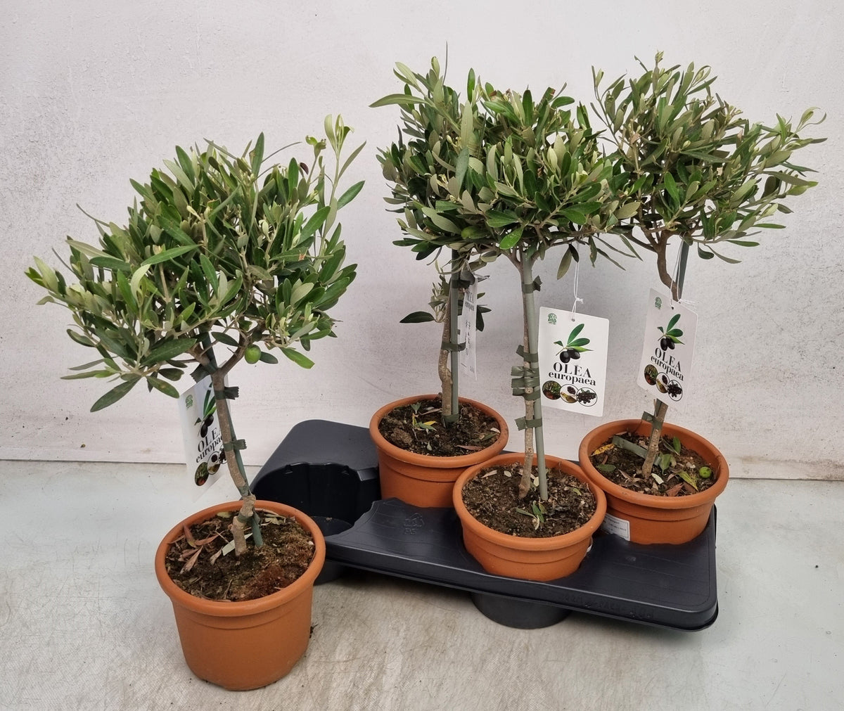 Olea europaea 55cm 17cm Pot