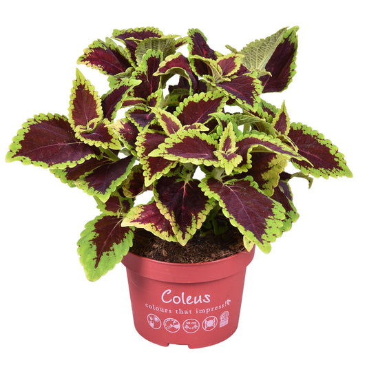Coleus blu. Main Street Alligator Alley 25cm 13cm Pot