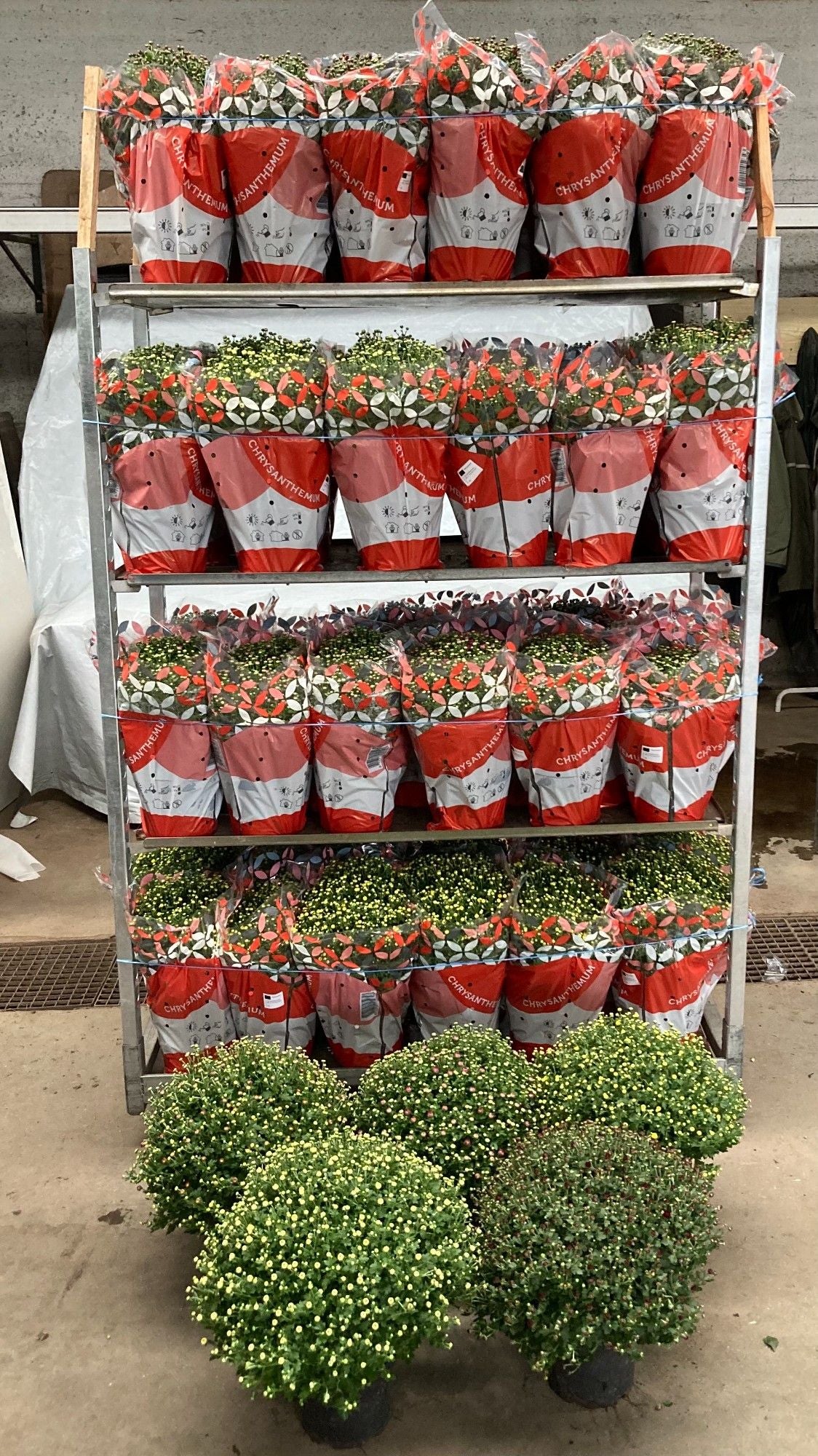 Chrysanthemum bol mixkar 40cm 19cm Pot