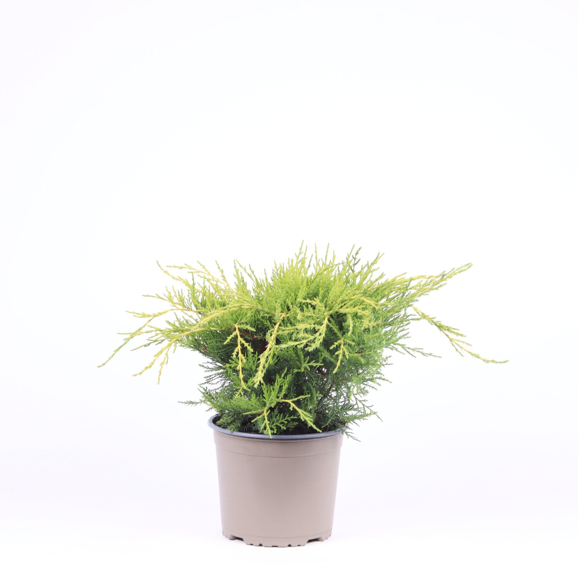 Juniperus Old Gold 35cm 17cm Pot