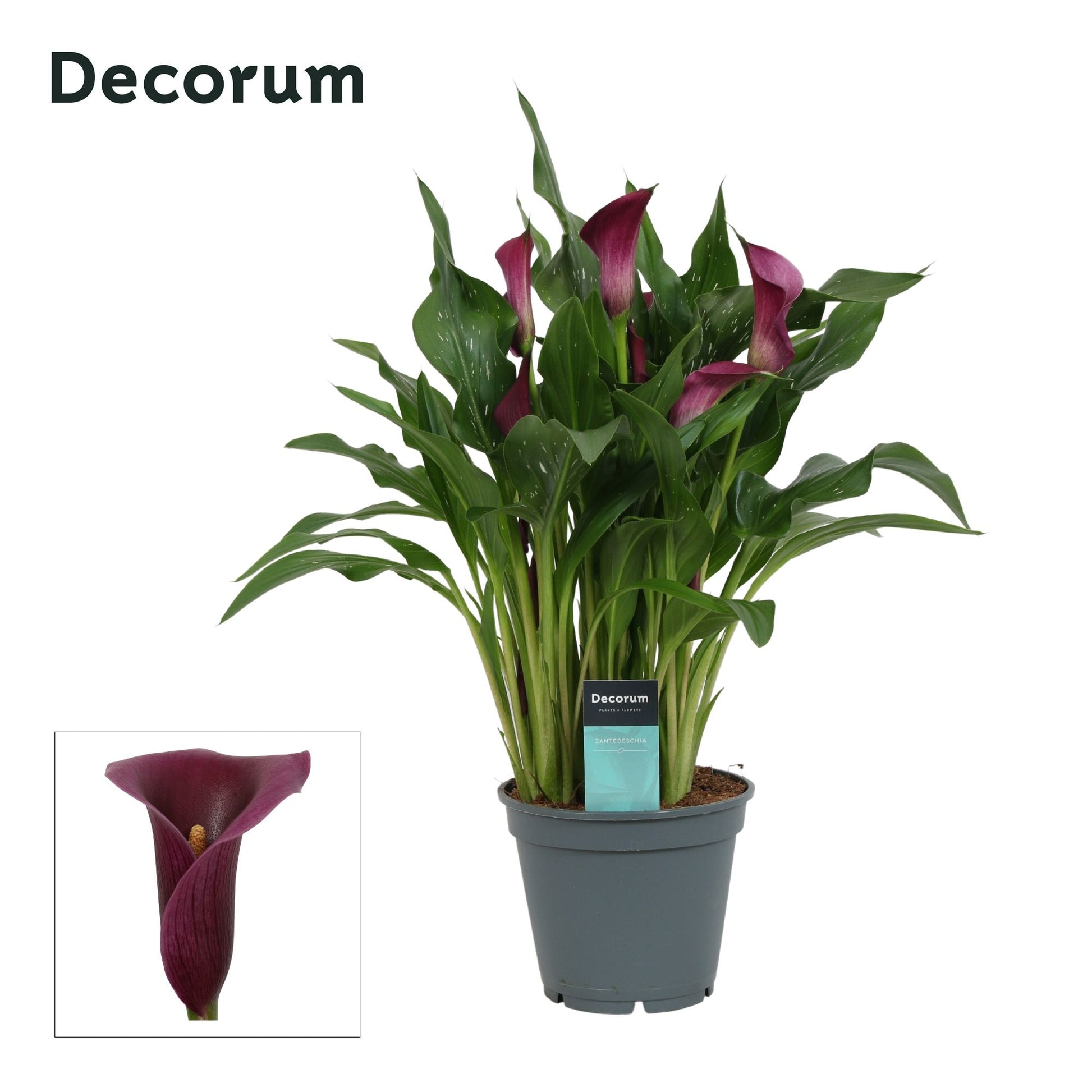 Zantedeschia Paco 45cm 17cm Pot