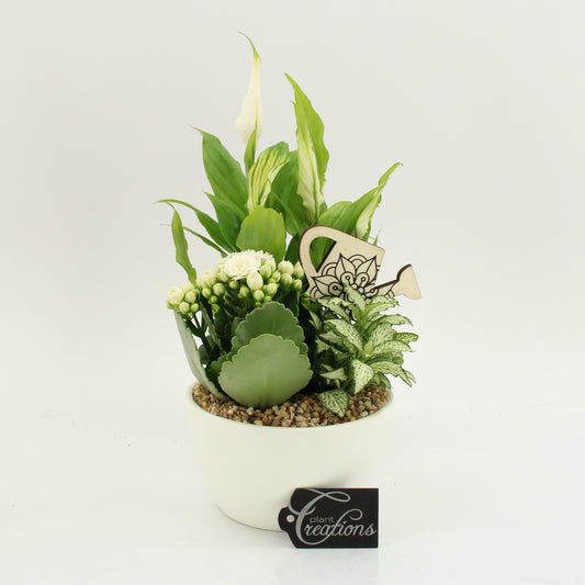arr. Kamerplanten FDCR-2607W 30cm 14cm Pot