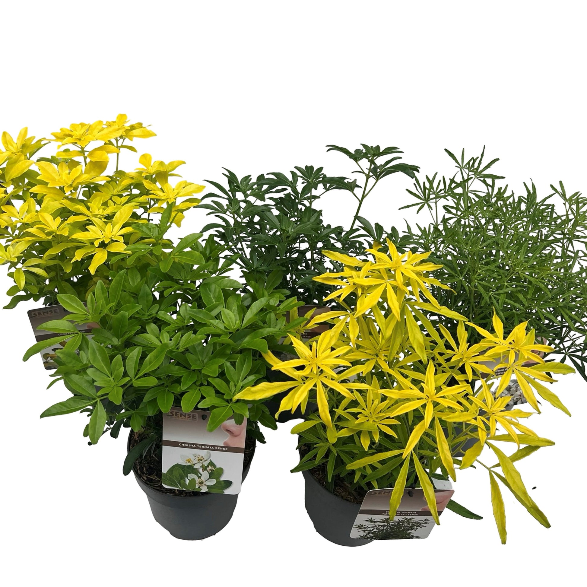 Choisya ternata Aztec Pearl 35cm 17cm Pot
