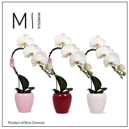 Phalaenopsis White Swan in ceramic 35cm 7cm Pot