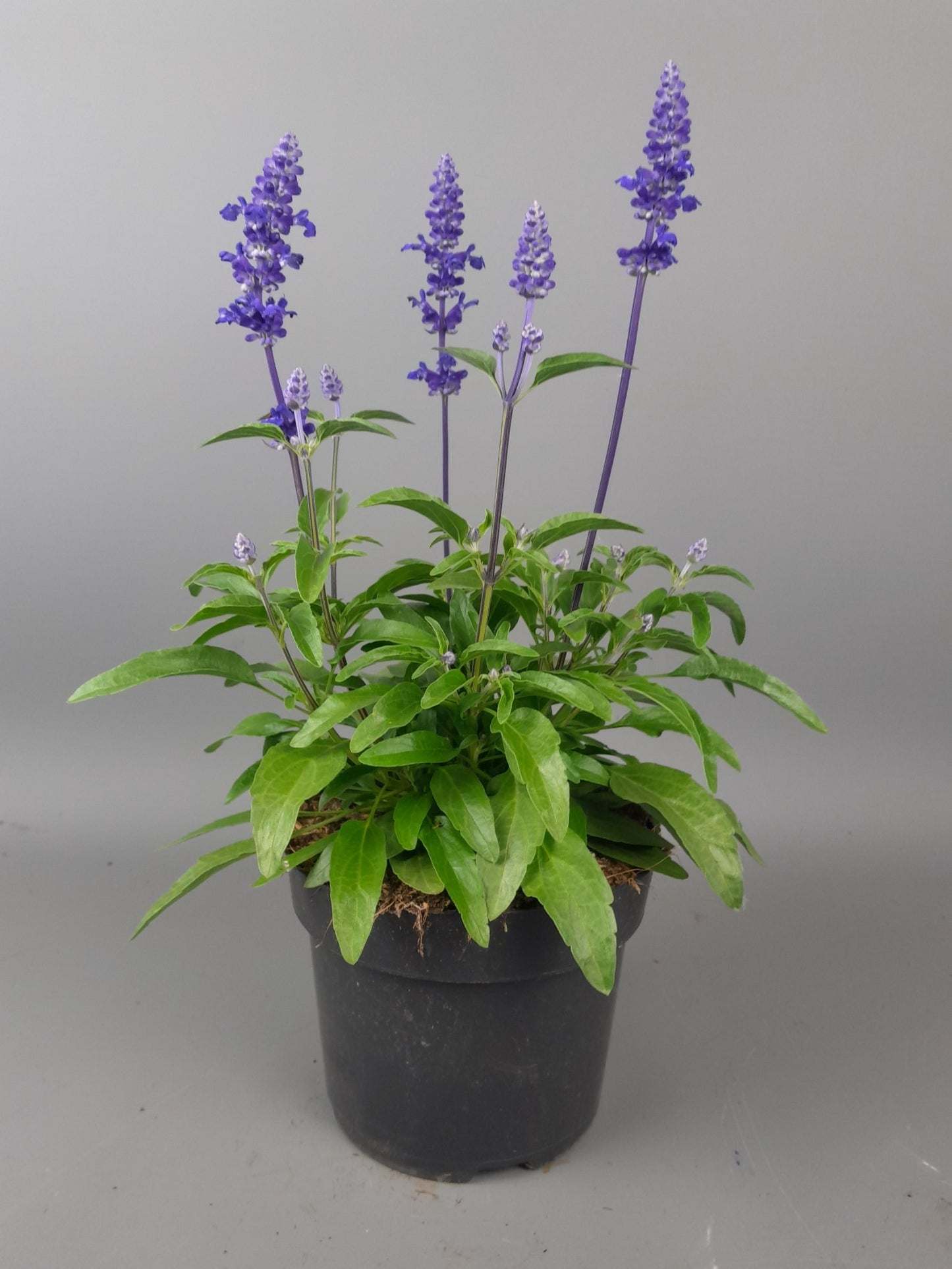 Salvia far. Velocity 25cm 17cm Pot