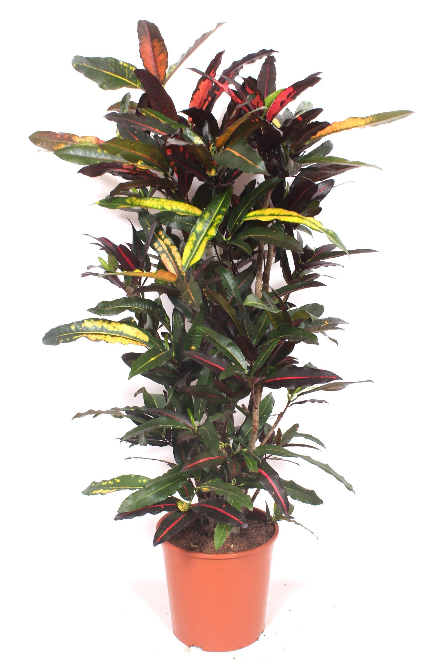 Codiaeum Mango 150cm 30cm Pot