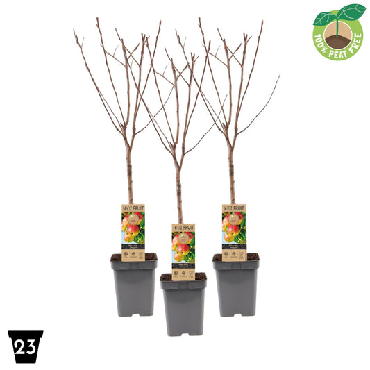 Malus Jonagold Highwood 90cm 23cm Pot