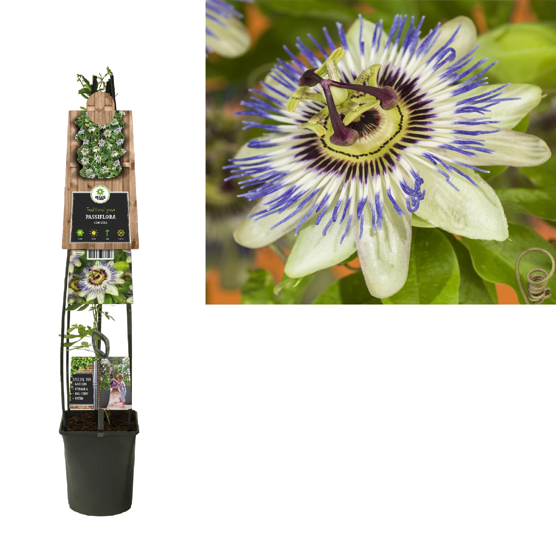 Passiflora caerulea 115cm 23cm Pot