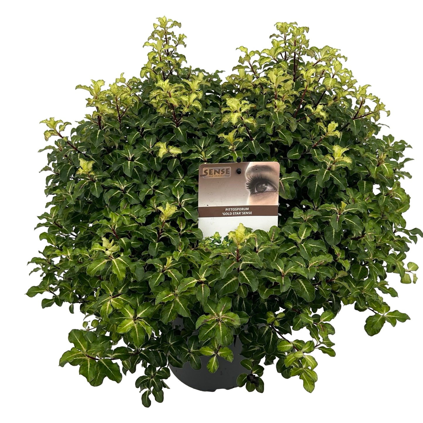 Pittosporum Gold Star 50cm 23cm Pot