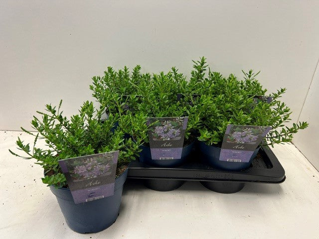 Hebe Margret 22cm 17cm Pot