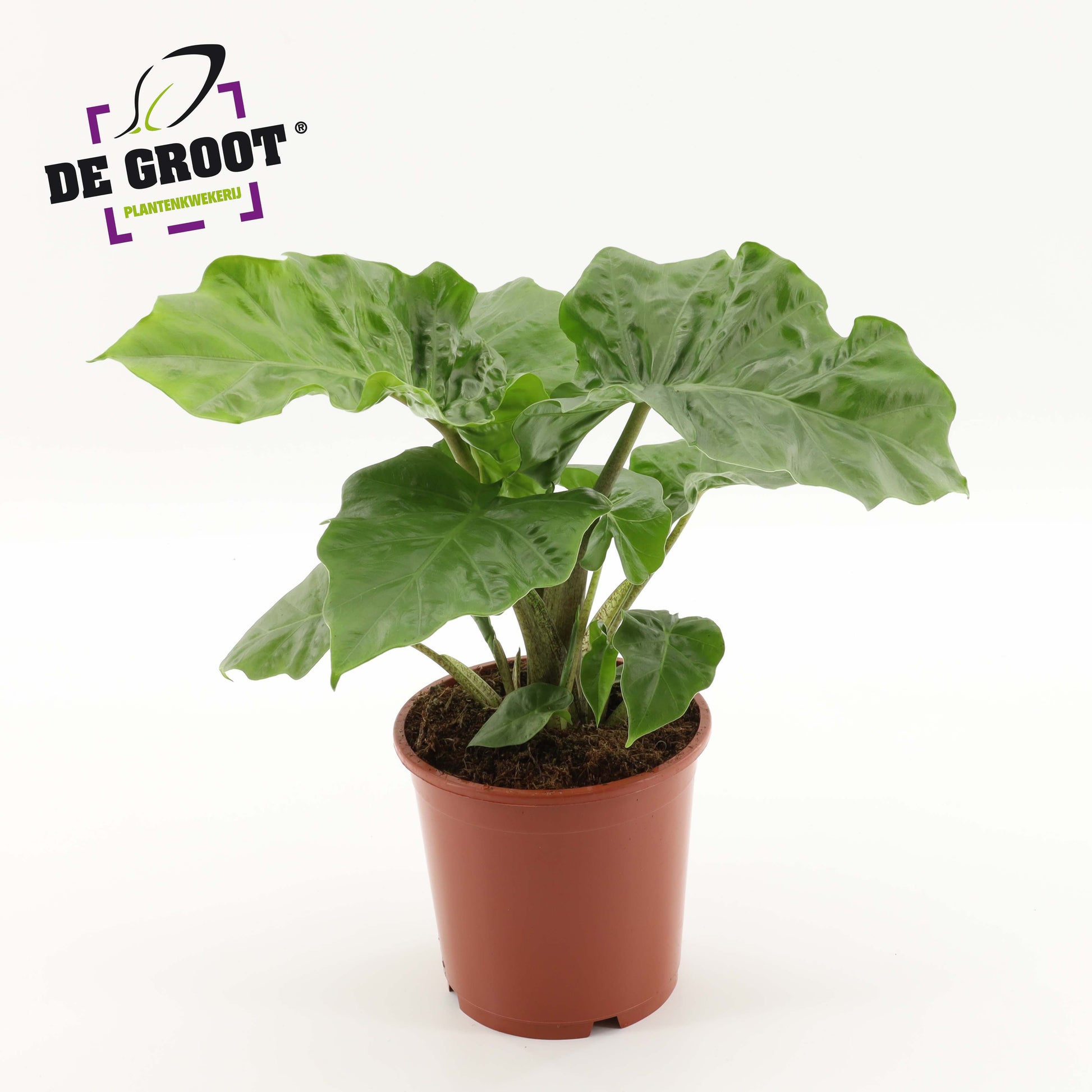 Alocasia Low Rider 55cm 17cm Pot
