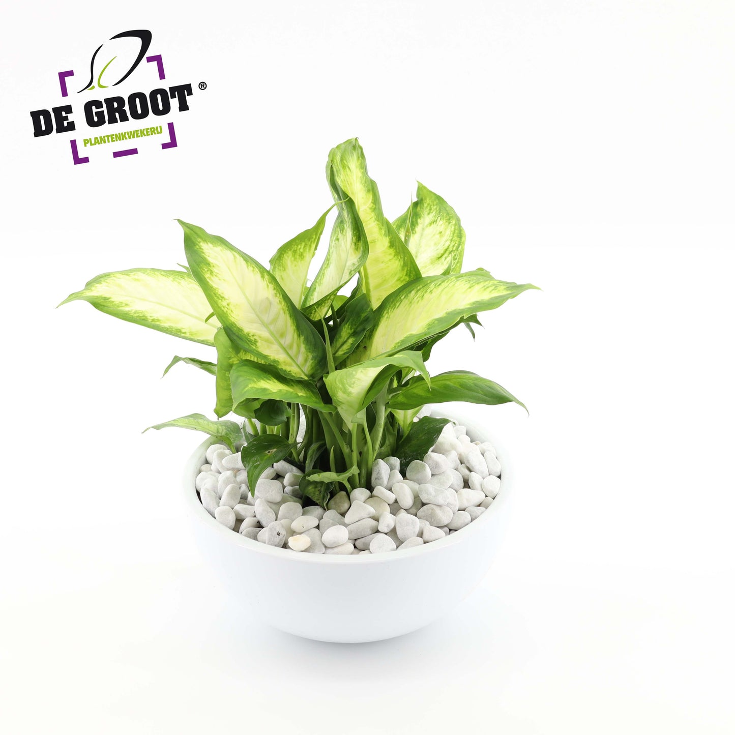 arr. Dieffenbachia 40cm 25cm Pot