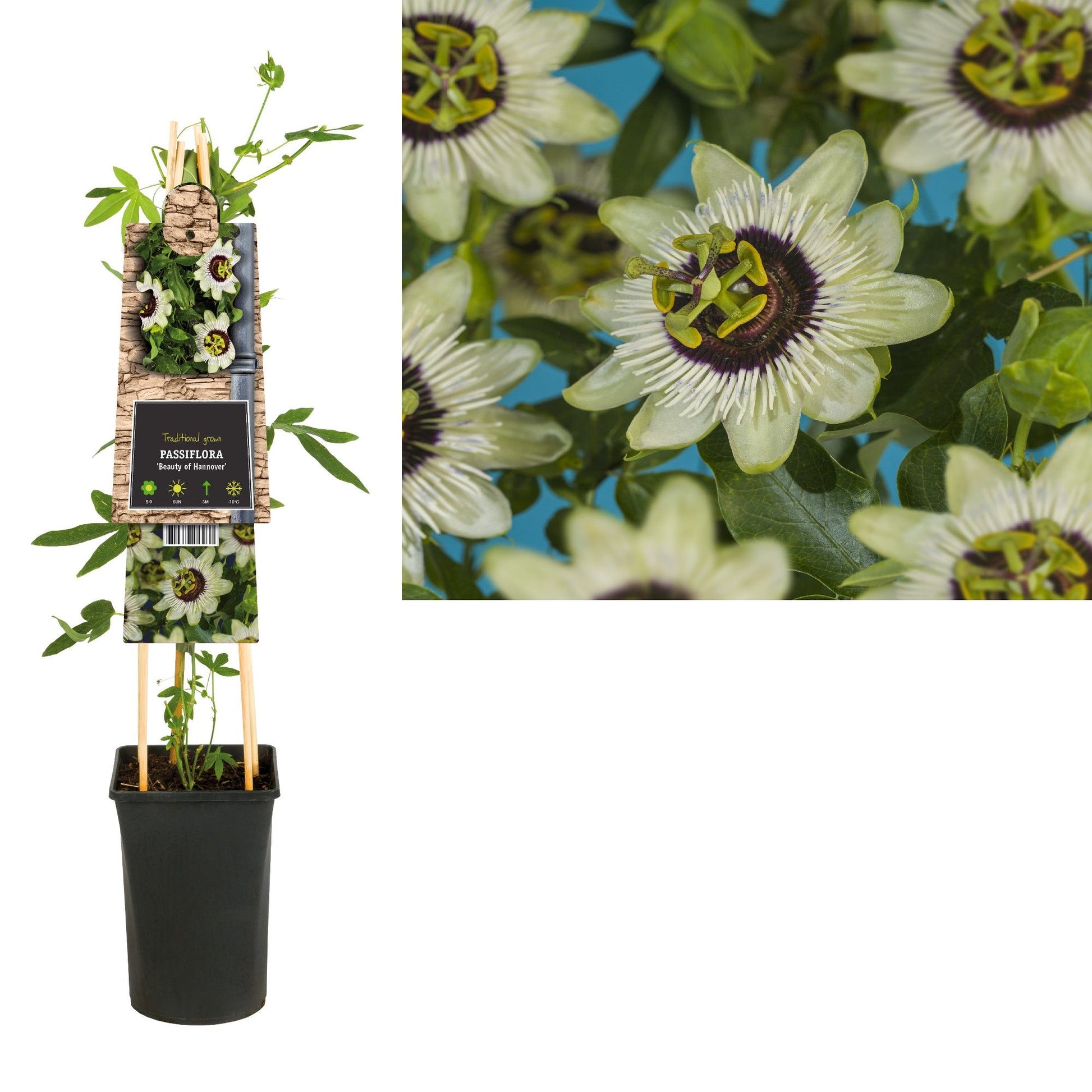 Passiflora Beauty of Hannover 75cm 17cm Pot