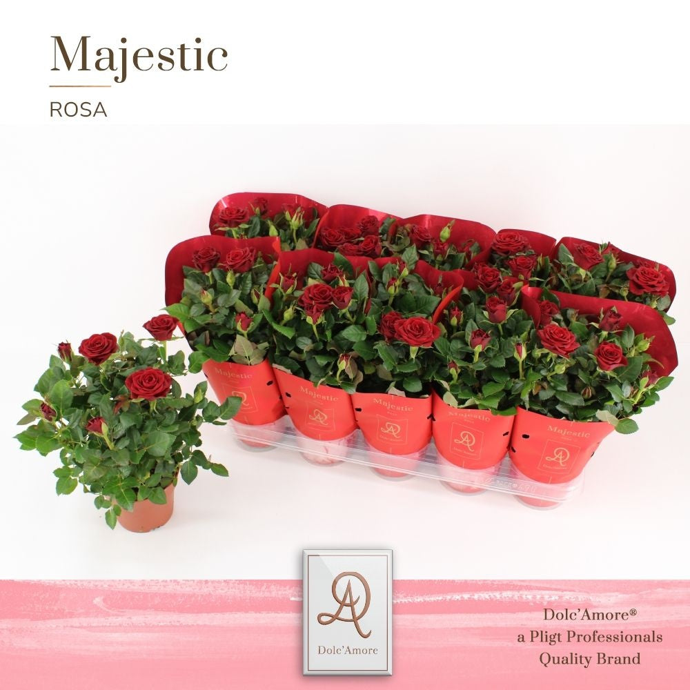 Rose Kordana Scarlet Mercedes 29cm 12cm Pot
