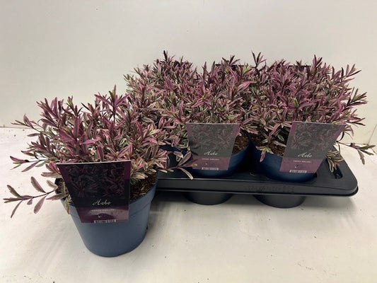 Hebe Celebration 25cm 17cm Pot