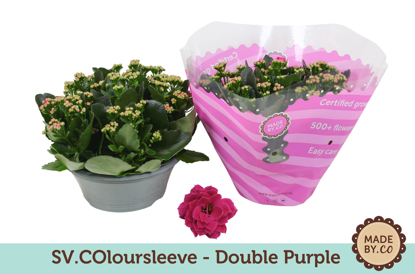 Kalanchoe Rosalina Geraldo Purple 27cm 23cm Pot