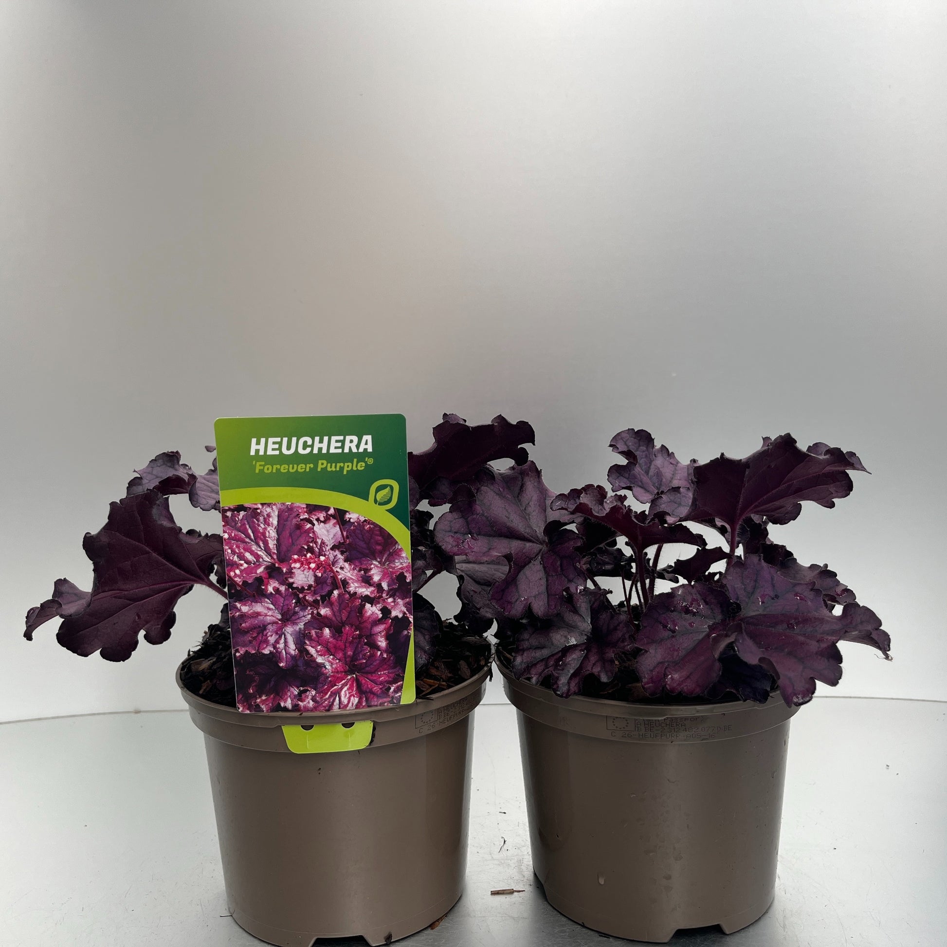 Heuchera Forever Purple 28cm 17cm Pot