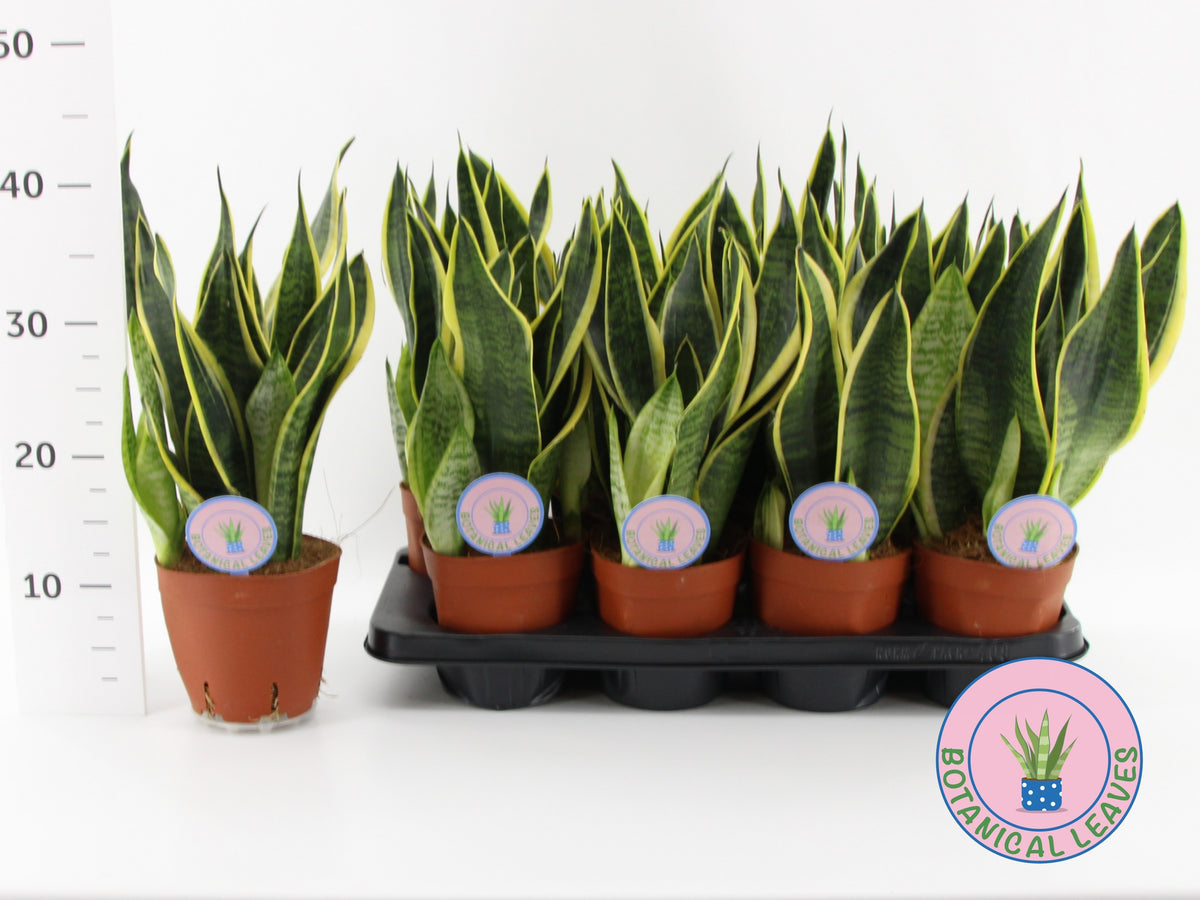 Sansevieria Futura Superba 43cm 14cm Pot