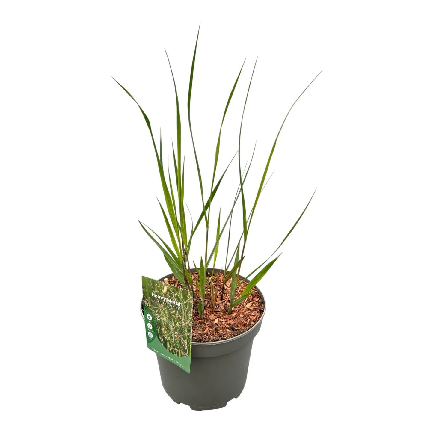 Panicum vir. Heavy Metal 30cm 23cm Pot