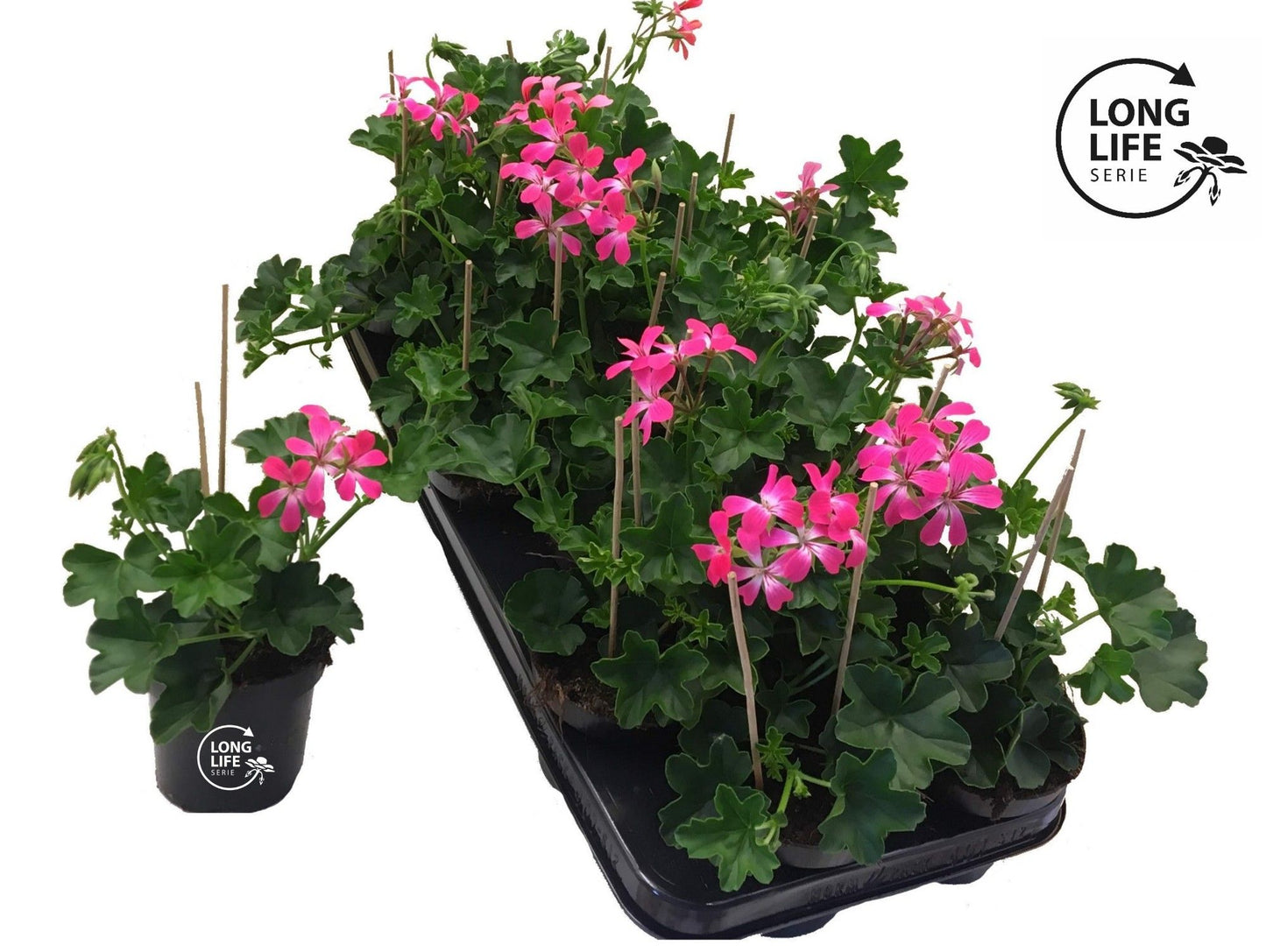 Pelargonium pelt. balkon pink 25cm 510cm Pot