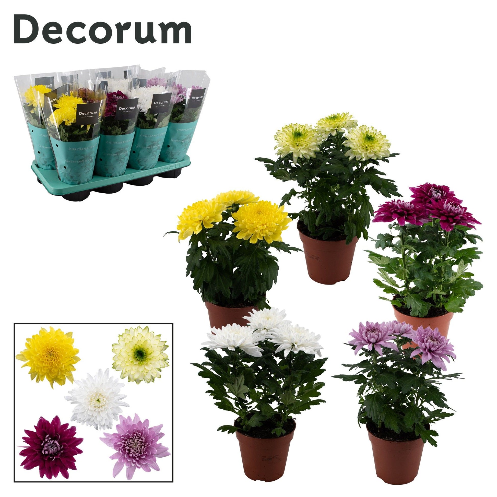 Chrysanthemum Zembla mix 35cm 13cm Pot