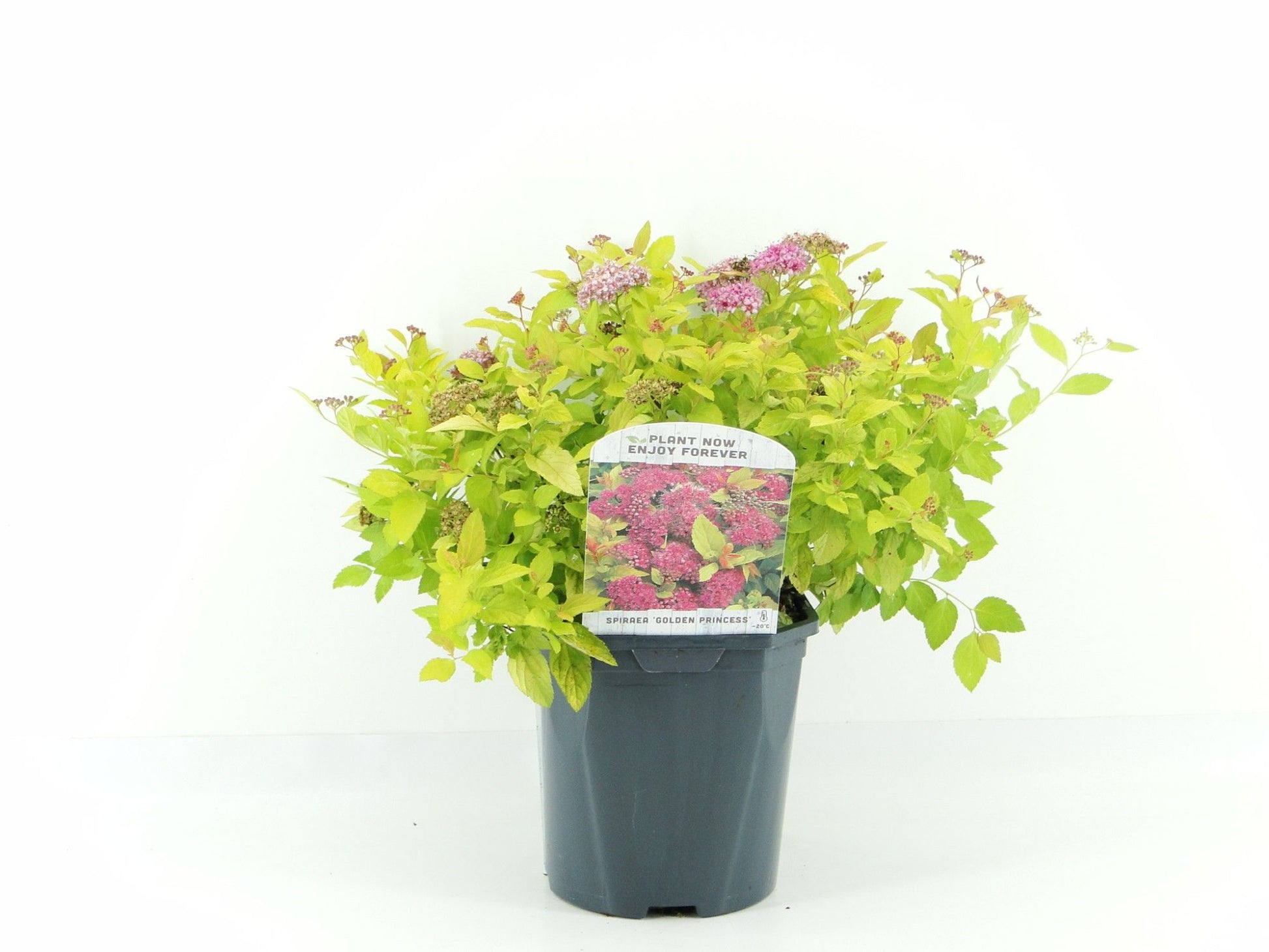 Spiraea jap. Golden Princess 25cm 17cm Pot
