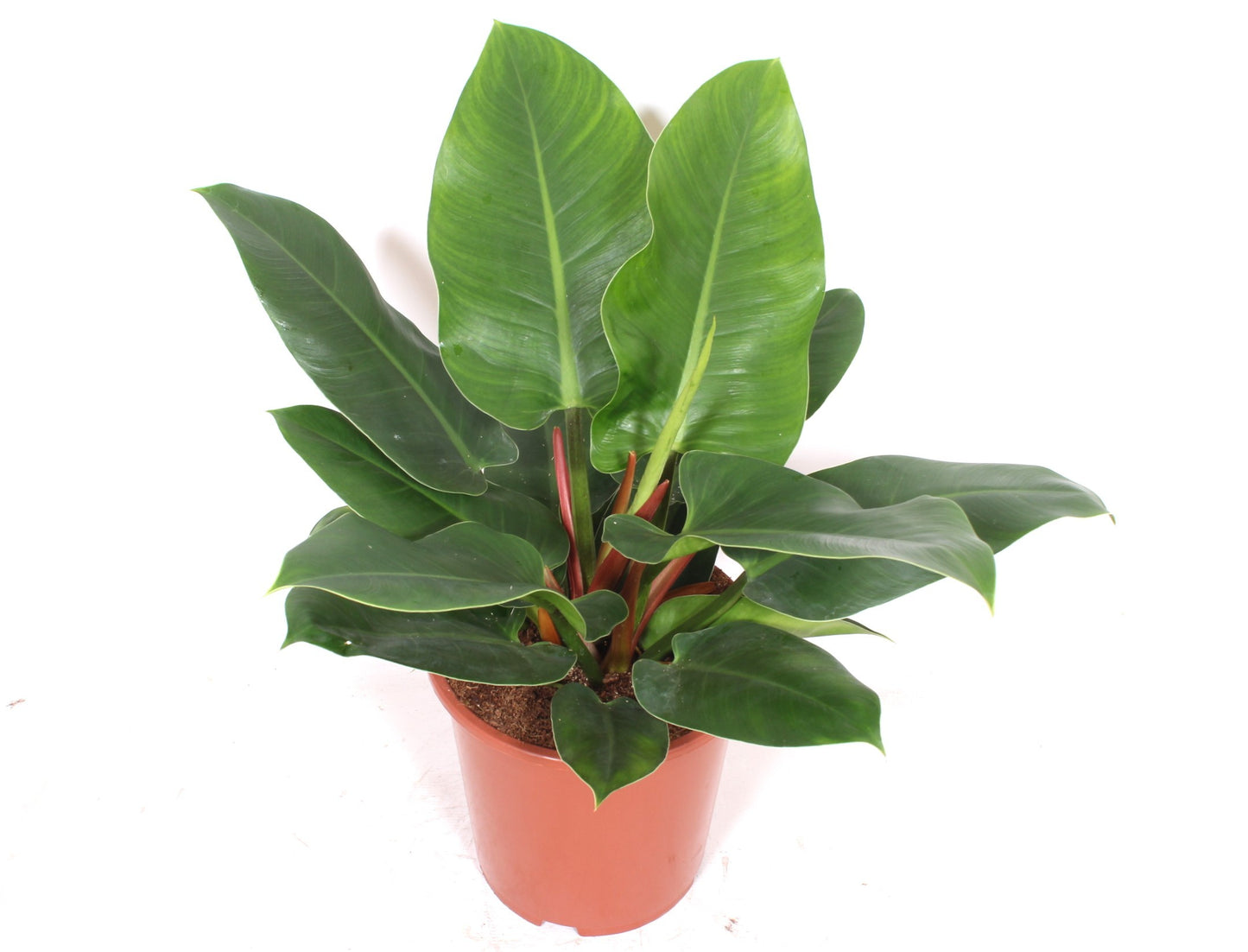 Philodendron Imperial Green 70cm 27cm Pot