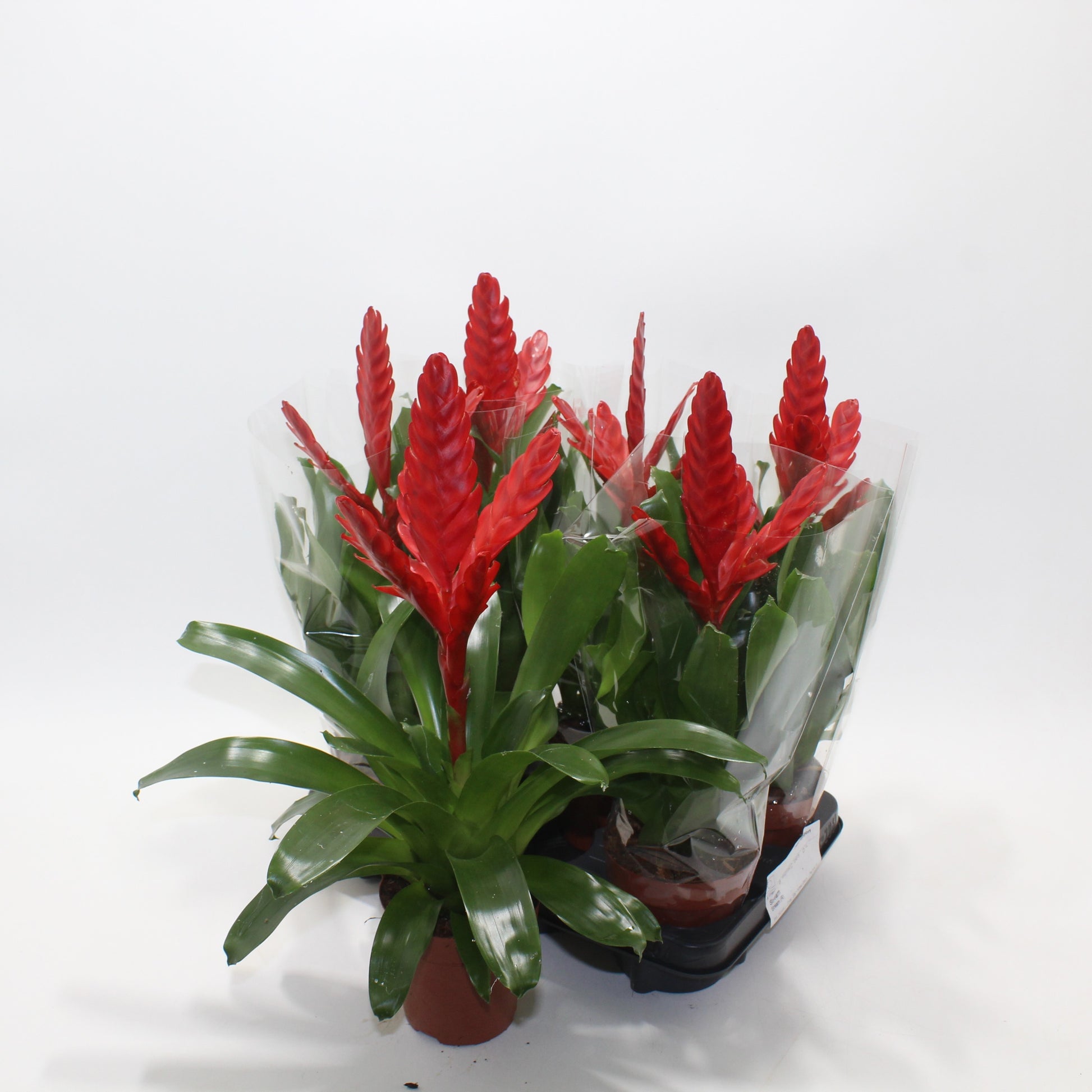 LKP plants Vriesea Stream Pack of 6
