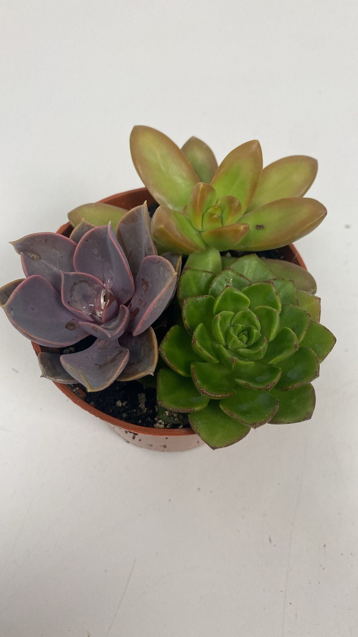 Succulenten trio 12cm Special Pot (508)