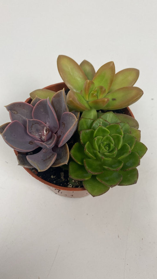 Succulenten trio 12cm Special Pot (508)