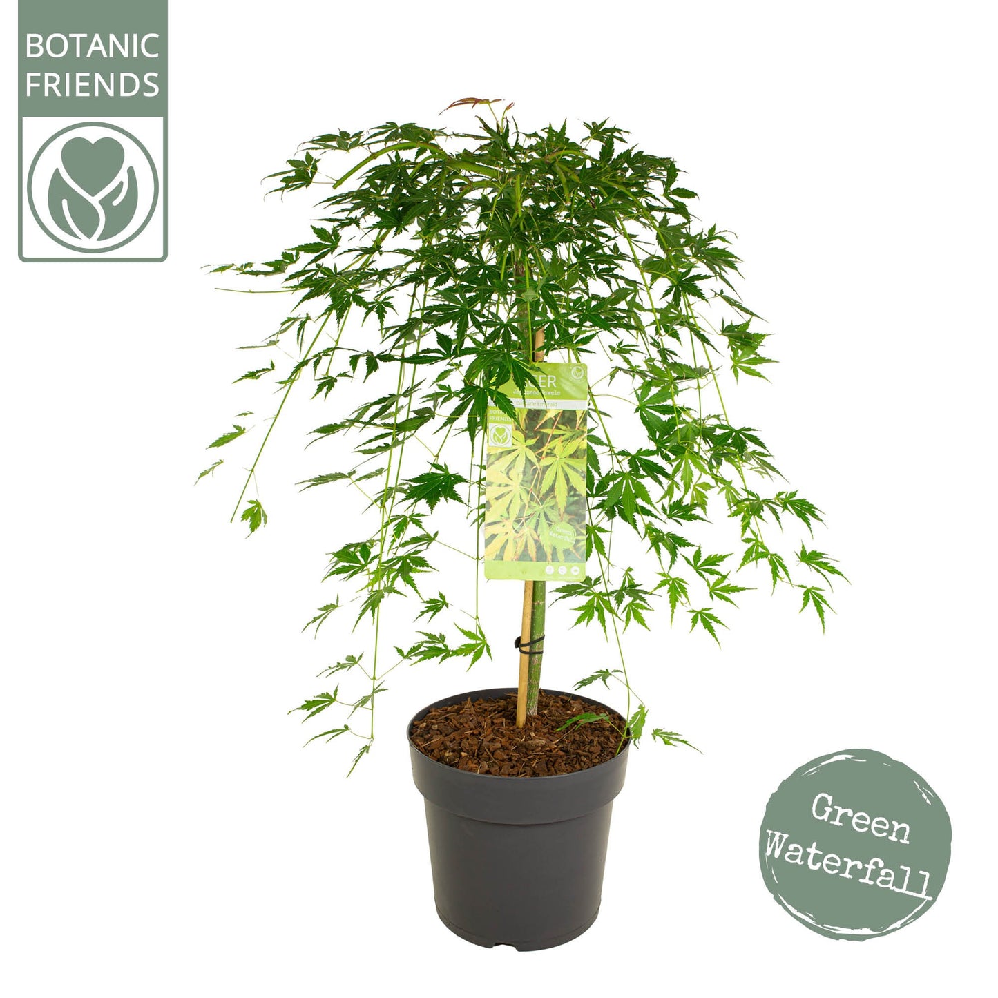 Acer palmatum 100cm 29cm Pot