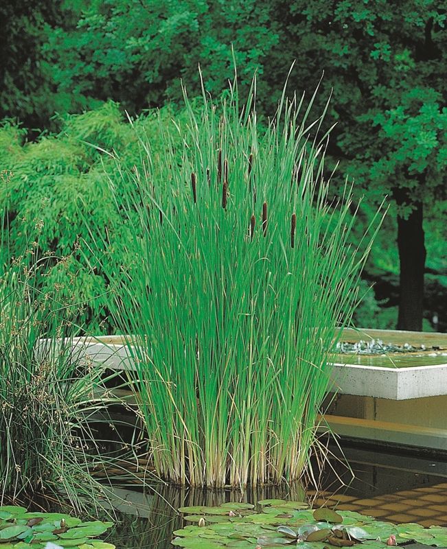 Typha angustifolia 40cm 25cm Pot