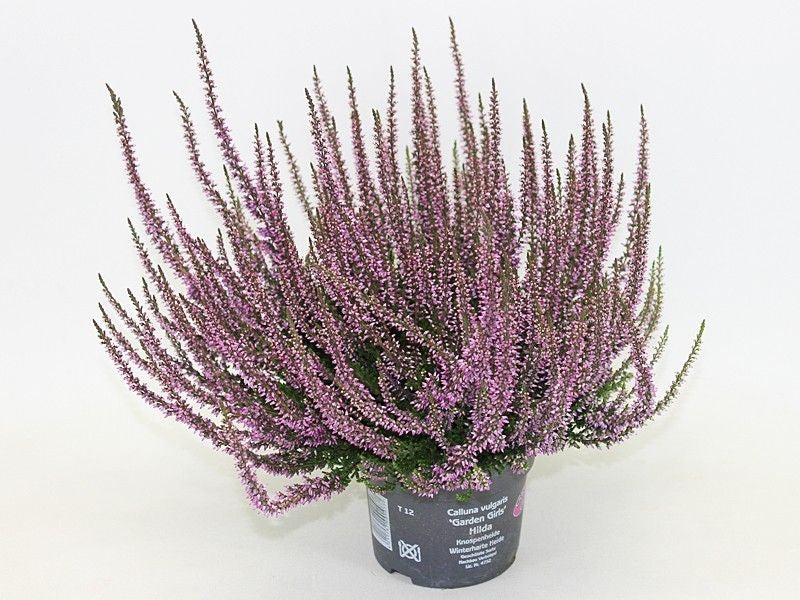 Calluna Garden Girls purple 20cm 12cm Pot