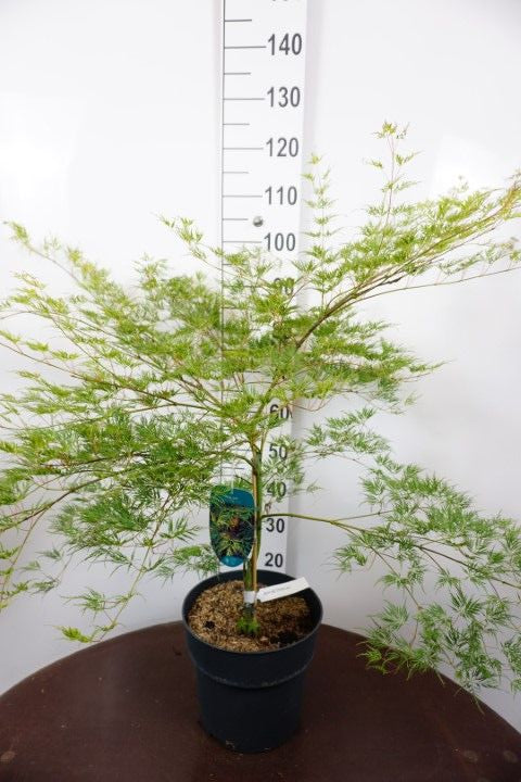 Acer Emerald Lace 105cm 29cm Pot