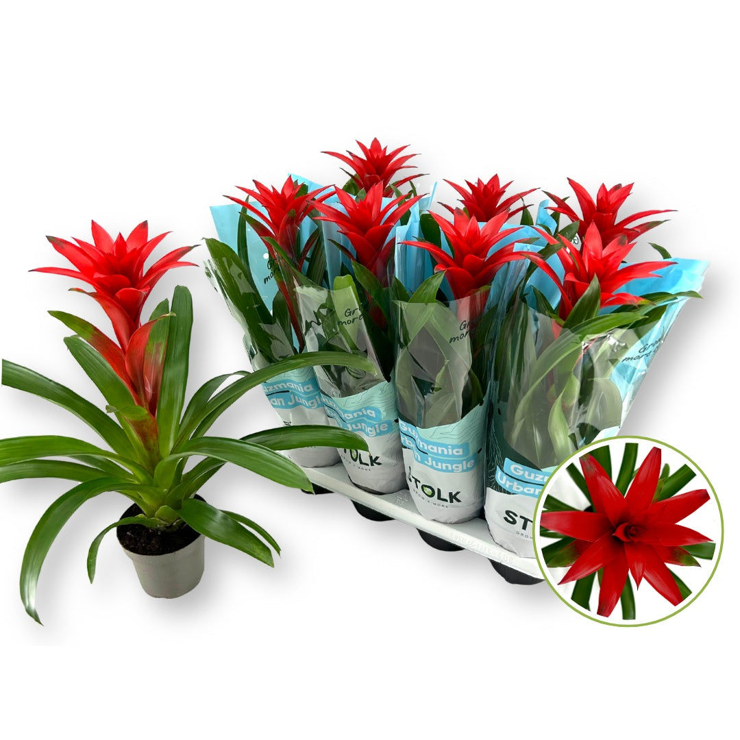 Guzmania Calypso 45cm 14cm Pot