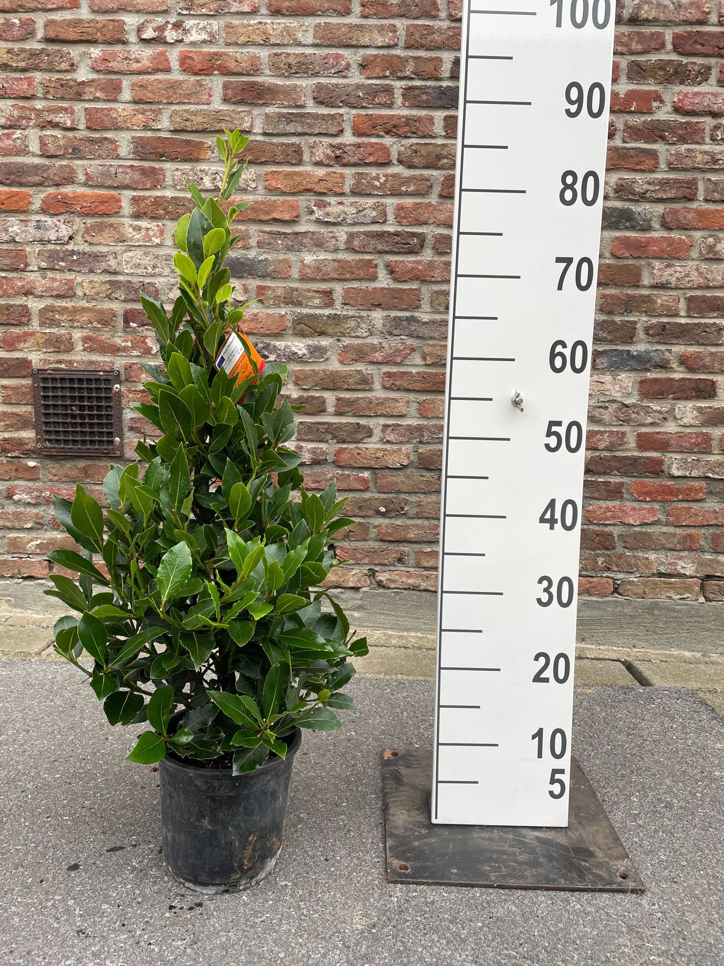 Laurus nobilis 70cm 16cm Pot