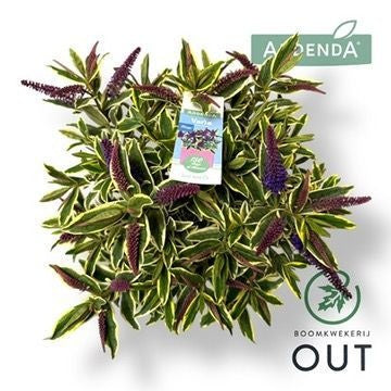 Hebe Addenda Varia Wild Blue 50cm 17cm Pot
