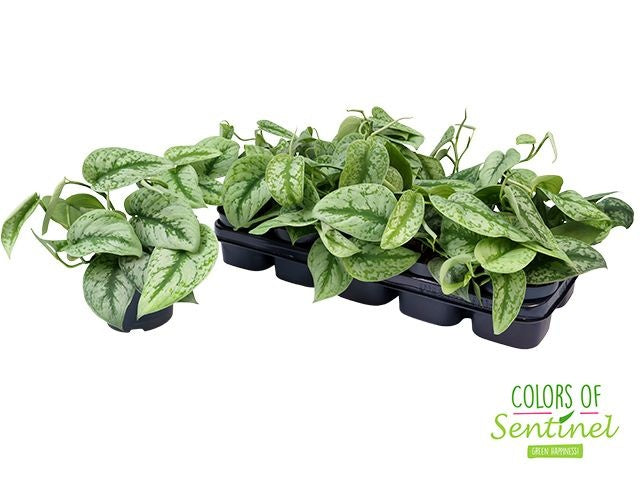 Scindapsus pic. Trebie 25cm 12cm Pot