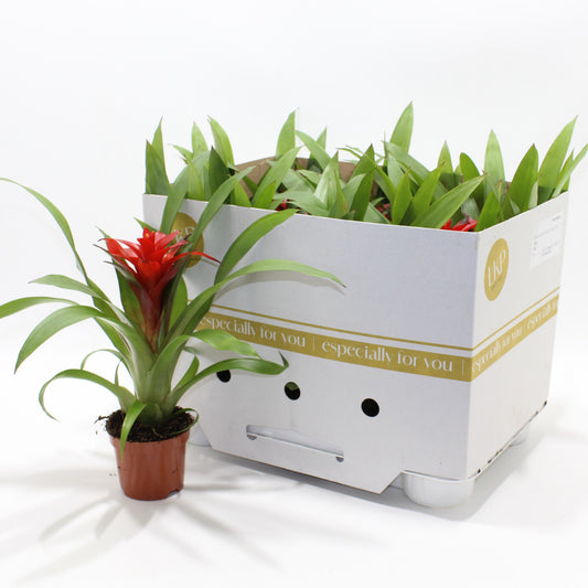 Guzmania Blitz 25cm 9cm Pot